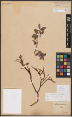 Salix bebbiana Sarg.